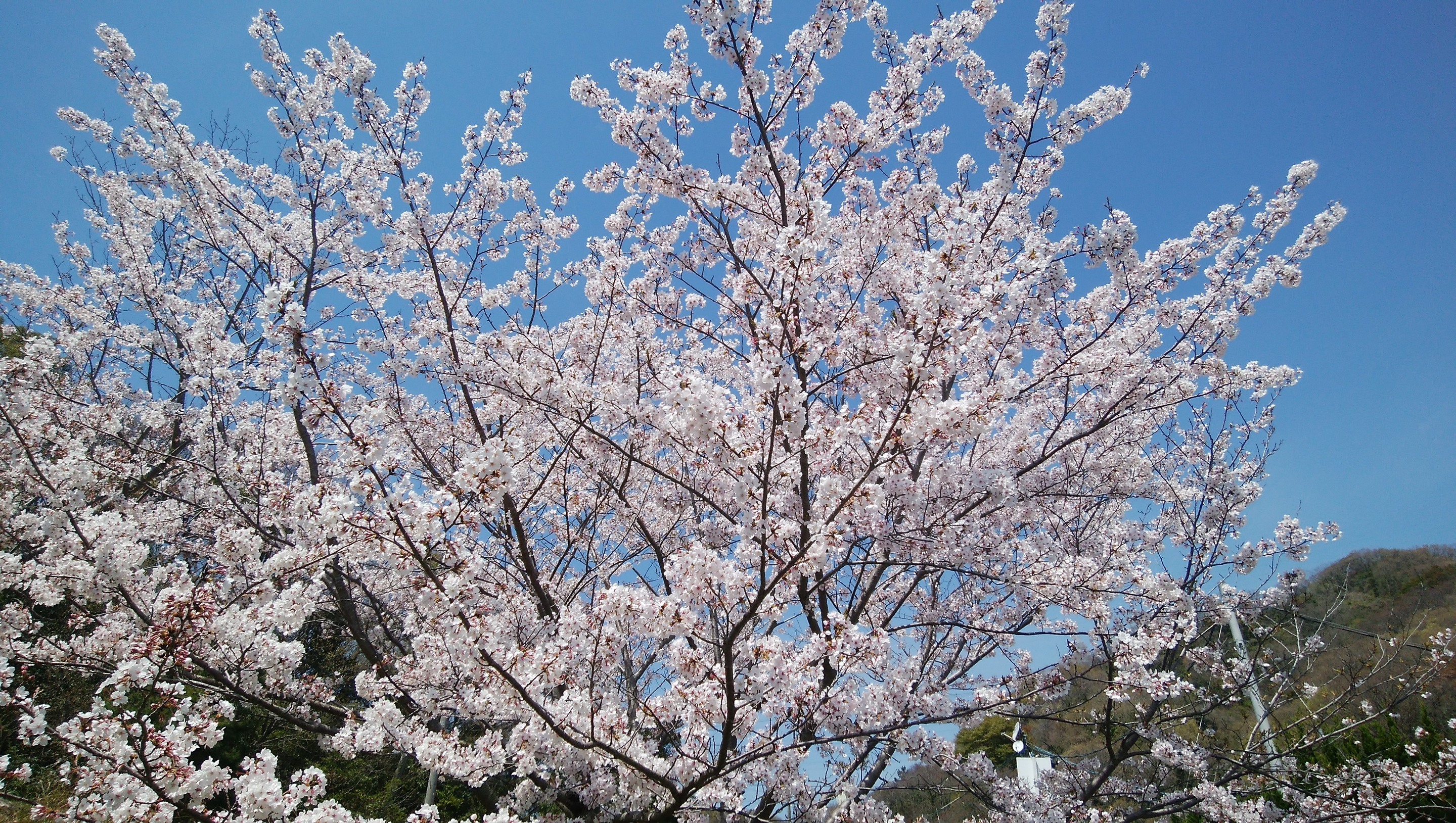 桜